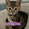 ALOYA et ATHENA - Double adoption A réserver