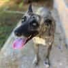 Donna, femelle, croisée berger, née le 10/09/2023