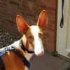 Pancho  unser Podenco Laubube