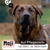 MOJI - treue Seele sucht sein zu Hause