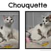 Chouquette réservée