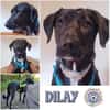 DILAY * sanfte Hündin mit großem Herzen