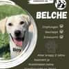 🐾 Belche sucht sein Zuhause ♥