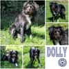 DOLLY -tolle, aktive Hundeseele-