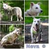 NEVA -sucht hundeerfahrenes Zuhause-