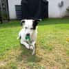 SUNNY-freundliche,hübsche  Hündin,34 cm