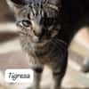 Tigresa