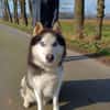 Milo sucht Husky Fans