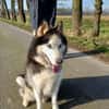 Milo sucht Husky Fans