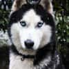 Milo sucht Husky Fans