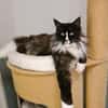 Figaro - Maine Coon Seele sucht