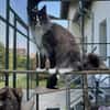 Figaro - Maine Coon Seele sucht