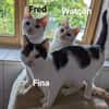 Kitten Fred, Watson & Fina
