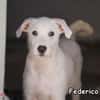 FEDERICO