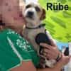Rübe begehrte Einlass ins Tierheim