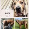 Rudi: Molosser-Mix sucht Hundeerfahrene