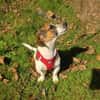 Kiro ein toller Beagle/Jack Russel Mix
