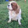 Beki,liebenswürdiger CavalierKingCharles