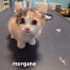 Morgane (en cours d'adoption)