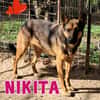 NIKITA....simpatica cane lupa