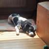 Skye sucht ein zu Hause