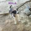Mila Welpe sucht ihre Familie