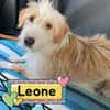 LEONE