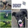 DIDDY * unkomplizierter Familienhund