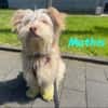 Mathis anhänglicher kleiner Rüde! 08/22