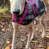 Stitch der liebevolle Galgo in /82284