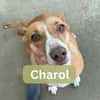 CHAROL, w., kastr., Mischling, ca. 47 cm