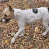 Cory, Foxterrier-Mix, sucht ein Zuhause