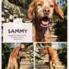 Sammy: Verschmuster Bretonen-Mischling