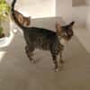 Schmusekater Rico sucht Zuhause
