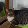 Schmusekater Rico sucht Zuhause