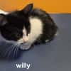 Willy (En cours d'adoption)