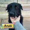 ANUBI