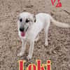 LOKI nato ad Aprile ‘25