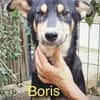 Boris 2 Jahre