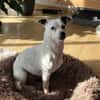 Tina ❤ lustige Jack Russel Hündin