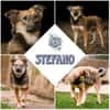 STEFANO * charmanter Aufpasser