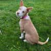 Thyron  kleiner Podenco-Mix sucht