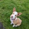 Thyron  kleiner Podenco-Mix sucht