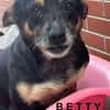 🐾❤ BETTY, 1-2 Jahre alt, ca. 30cm