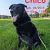Chico sucht DRIGEND ein neues Zuhause