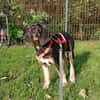 Traumhund sucht zu Hause