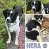 HERA -Sanfte, neugierige Seele-