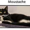 Moustache