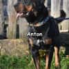 ANTON