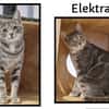 Elektra ( Réservée)